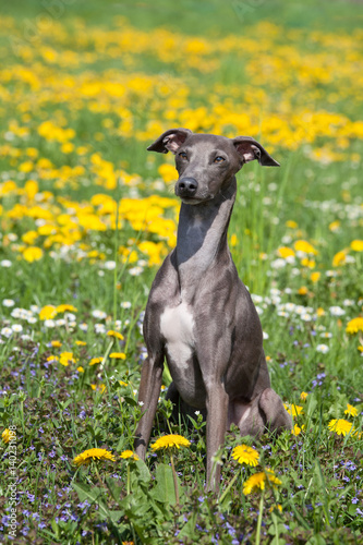 Fototapeta Naklejka Na Ścianę i Meble -  Portrait of nice italian greyhound