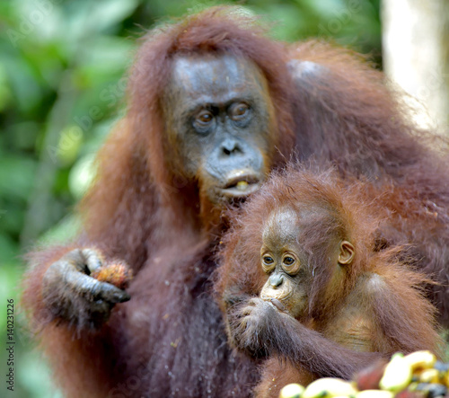 Mother orangutan and cub in a natural habitat. Bornean orangutan (Pongo pygmaeus wurmmbii) in the wild nature. Rainforest of Island Borneo. Indonesia.