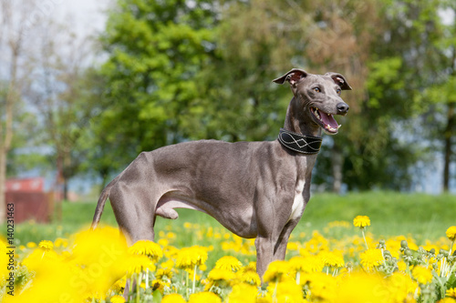 Fototapete Portrait of nice italian greyhound