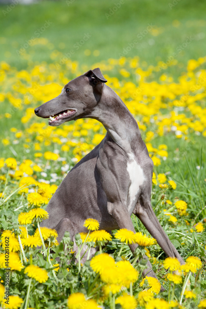 Portrait of nice italian greyhound Portrait of nice italian greyhound