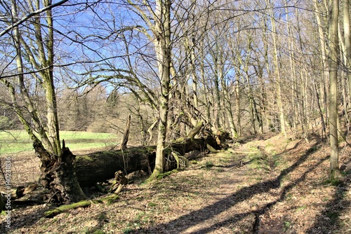 Fototapeta Naklejka Na Ścianę i Meble -  Der Wanderweg nahe der Burg Herrenstein in Winterscheid, Gemeinde Rupichteroth