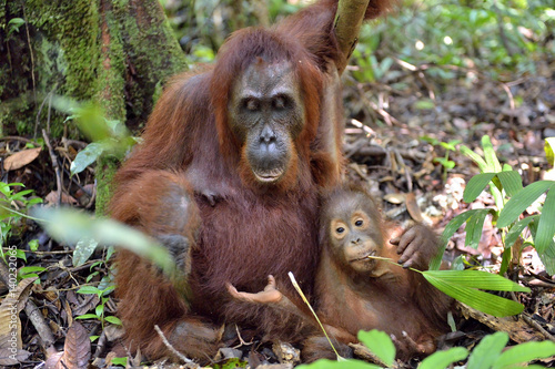 Mother orangutan and cub in a natural habitat. Bornean orangutan (Pongo  pygmaeus wurmmbii) in the wild nature. Rainforest of Island Borneo. Indonesia. © Uryadnikov Sergey