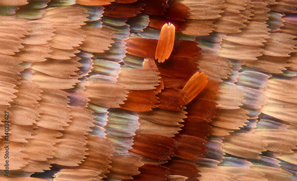 Naklejka premium Extreme magnification - Butterfly wing scales, Vanessa Atalanta, 20x