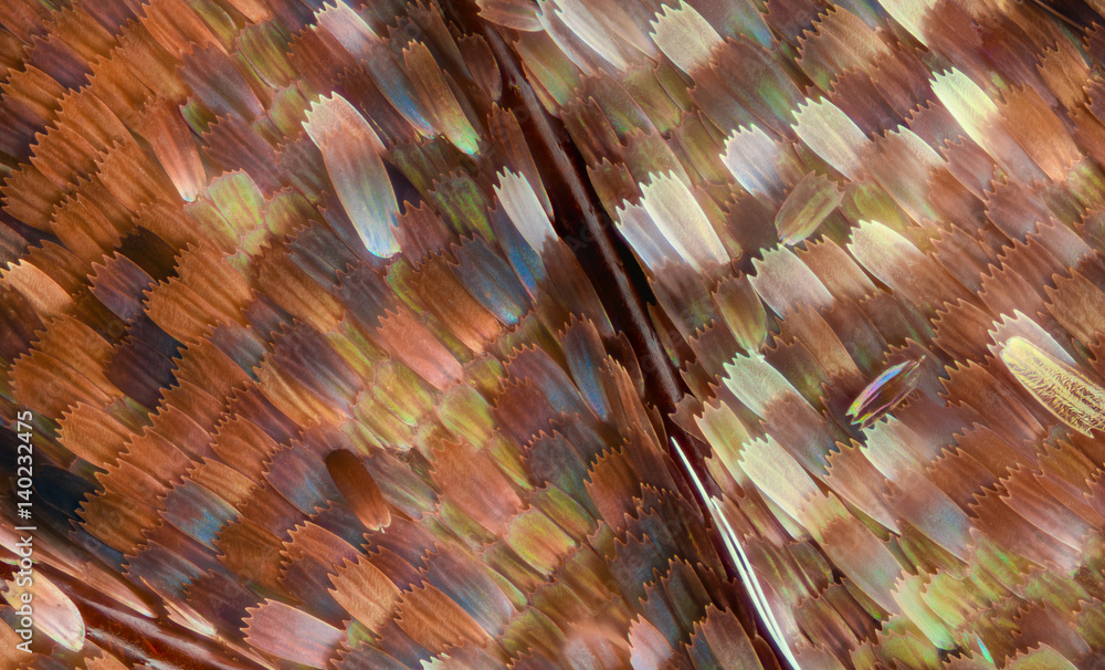 Naklejka premium Extreme magnification - Butterfly wing scales, Vanessa Atalanta, 20x