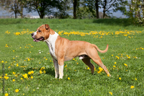 Foto Portrait of nice american staffordshire terrier
