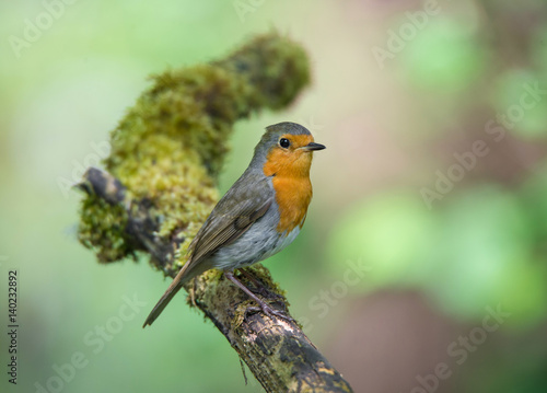 robin redbreast sitting on a mossy branch