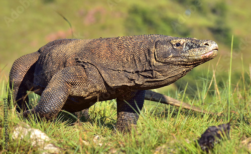 Portrait of the Komodo dragon   Varanus komodoensis   is the big