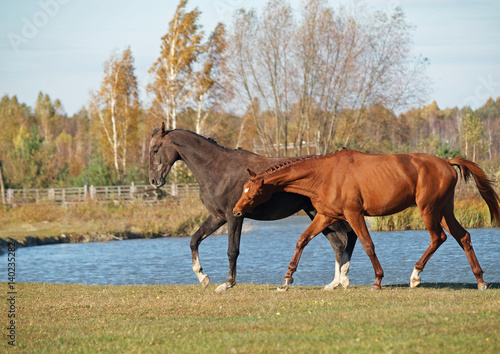 Fototapeta Naklejka Na Ścianę i Meble -  The pair of young horses plays on a green meadow