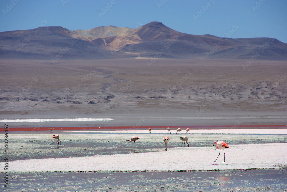 Flamingos at the colourful Laguna Colorada on the Altiplano high plateau, Bolivia Flamingos at the colourful Laguna Colorada on the Altiplano high plateau, Bolivia