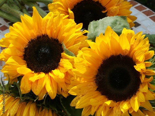 Huge heads of cut sunflowers on mosaic table.