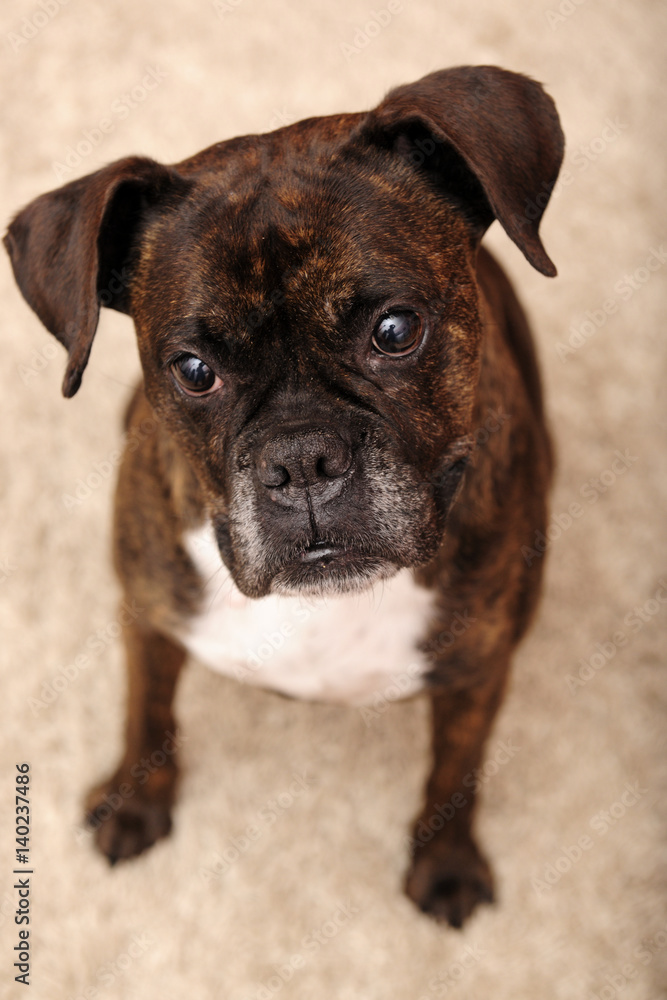boxer, beauty, dog, canine, portrait, looking, friend,friendly, face, love, home, animal, brown, skin, 