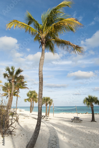 Caribbean Beach Palms