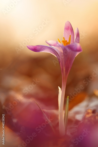 View of close-up magic blooming beautiful spring flowers crocus in amazing sunlight