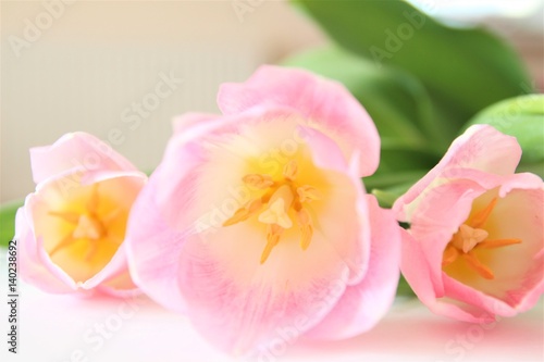 Fototapeta Naklejka Na Ścianę i Meble -  Bouquet of pink tulips. Blossom. Flowers
