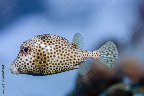 Lactophrys triqueter; Smooth trunkfish