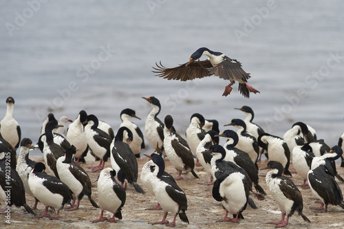 Imperial Shag (Phalacrocorax atriceps albiventer) coming into land among a large group of birds on the coast of Bleaker Island on the Falkland Islands