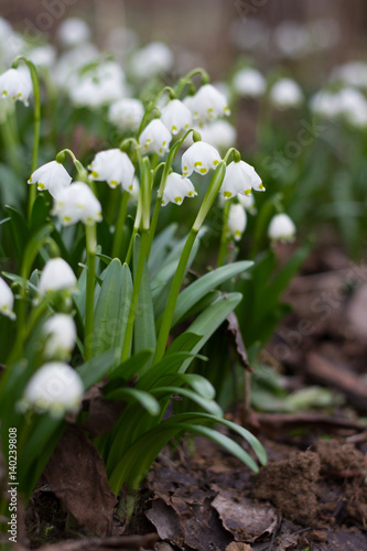 early spring snowflake flowers in march, leucojum vernum, group in a spring forest