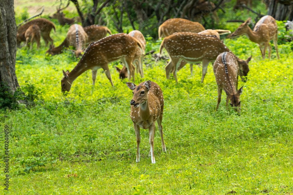 Wild Spotted deer in Yala National park, Sri Lanka Wild Spotted deer in Yala National park, Sri Lanka