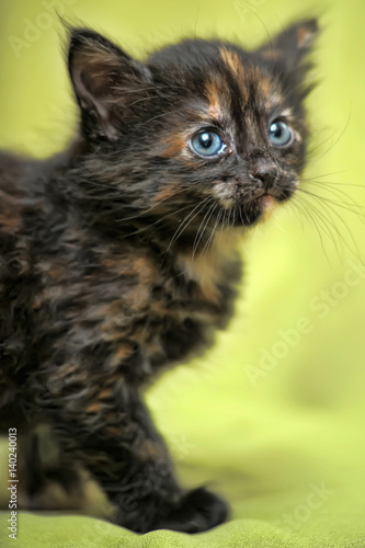 Tortoise kitten portrait photo