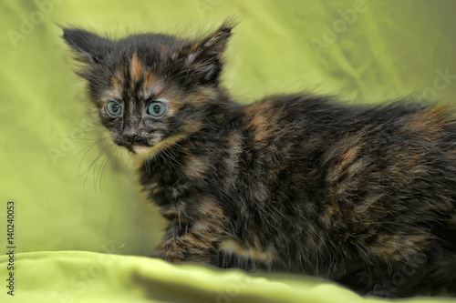 Tortoise kitten portrait photo