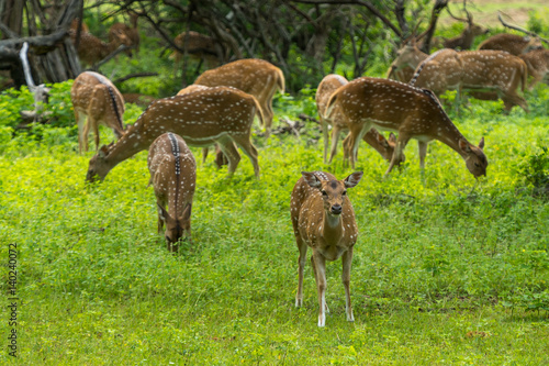 Wild Spotted deer in Yala National park, Sri Lanka