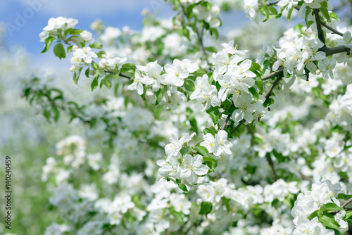 Fototapeta Naklejka Na Ścianę i Meble -  White Apple Flowers. Beautiful flowering apple trees. Background with blooming flowers in spring day.