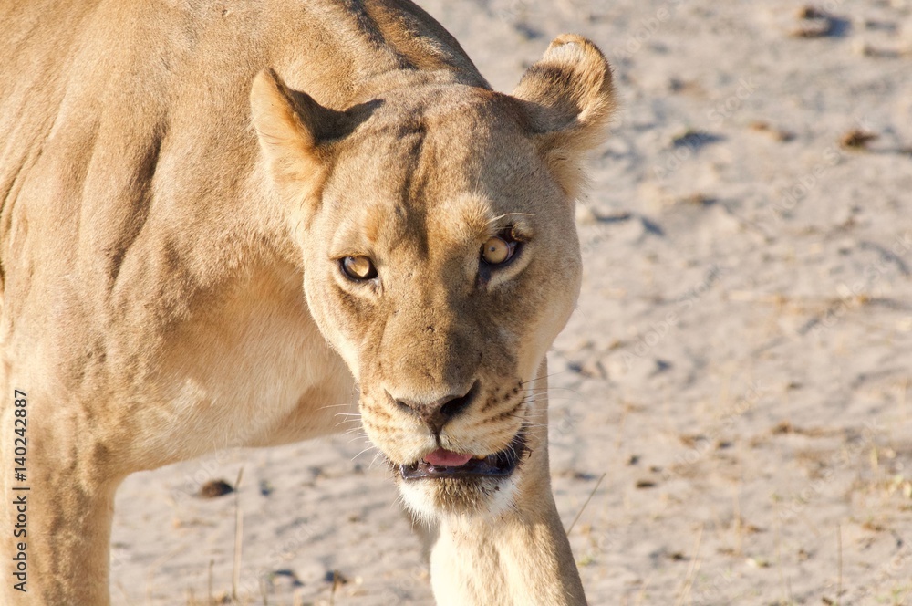 Fototapeta premium Female Lion on the hunt in Africa.