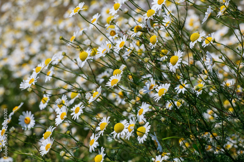 Wild chamomile flowers on a field sunny day.