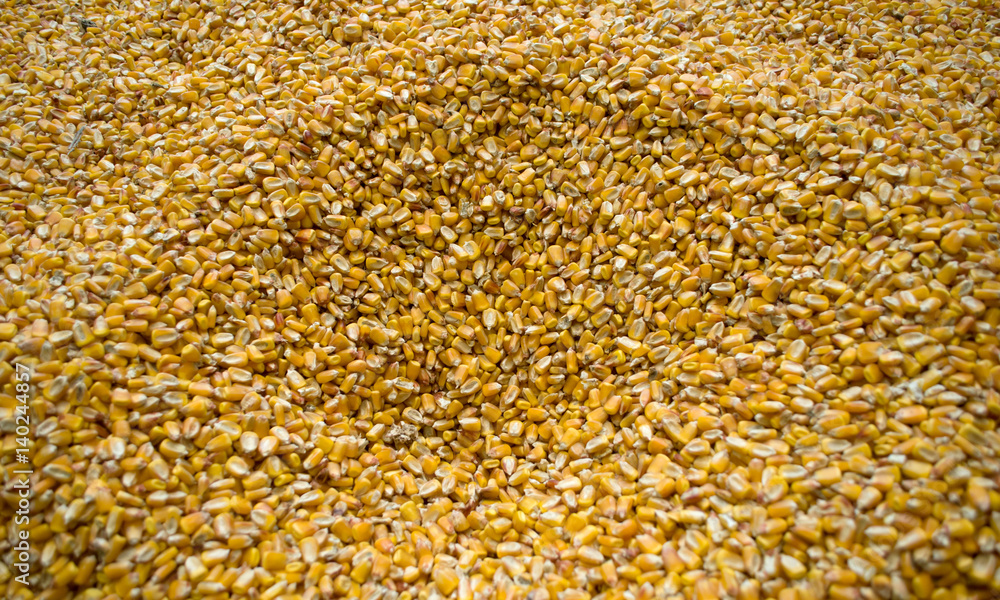 Large amounts of yellow maize widespread Large amounts of yellow maize widespread