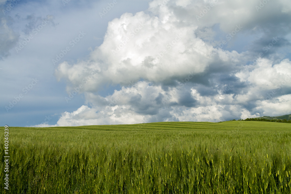 field of green wheat