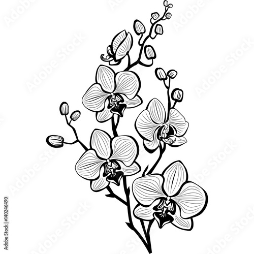 Sketch of orchid flowers