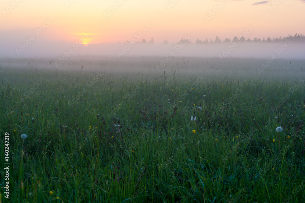 Summer. Evening. A field of grass. Sunset, fog. Left
