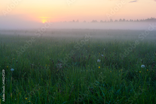 Summer. Evening. A field of grass. Sunset  fog. Left  