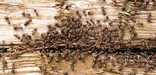 Fotografie Viele Rote Waldameisen (Formica rufa) wimmeln in und um einen Spalt im Holz heru