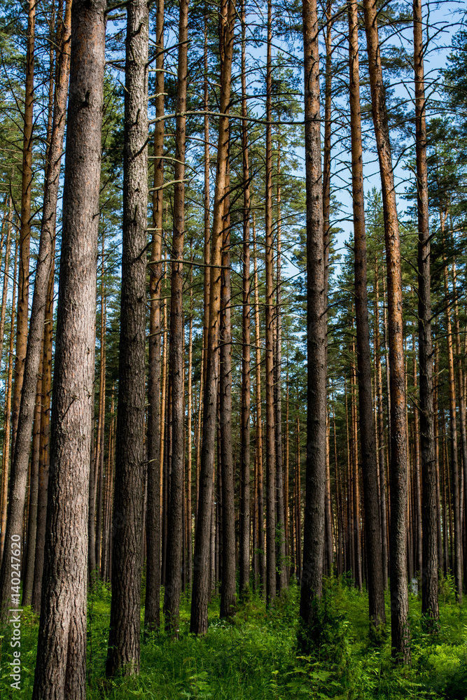 Fototapeta premium A lot of tall trees. A large pine forest. 