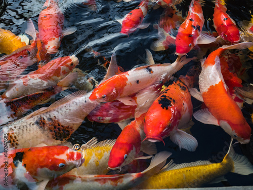 Beautiful colorful fancy carp fish