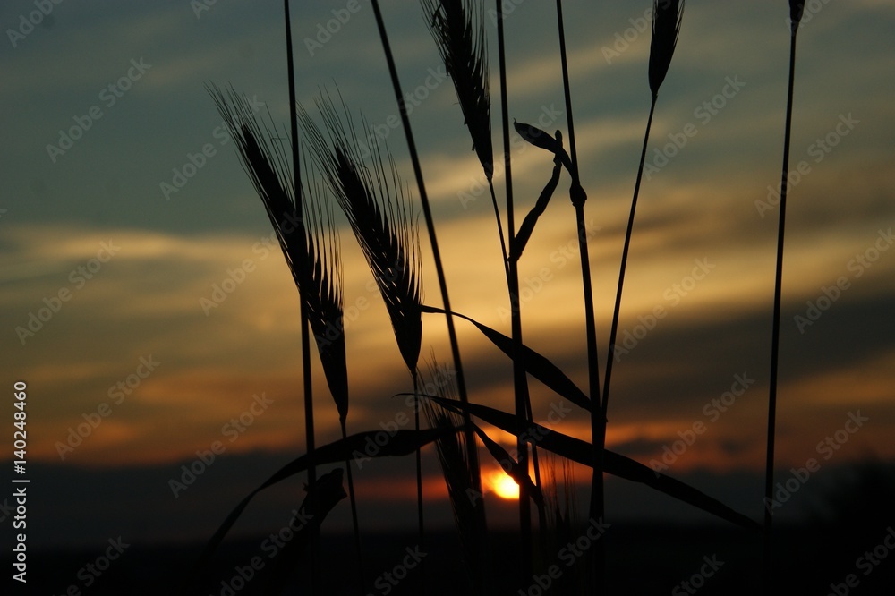 Obraz premium Sunset