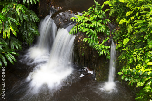 Jungle lush foliage and Falls in Akaka Falls Park on the Big Island, Hawaii