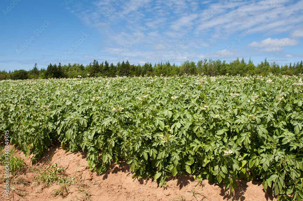 Potato Plantation - Prince Edward Island - Canada