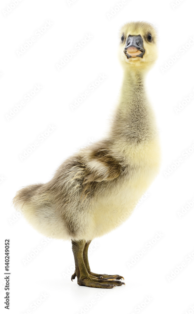 Little gosling isolated. Little gosling isolated.