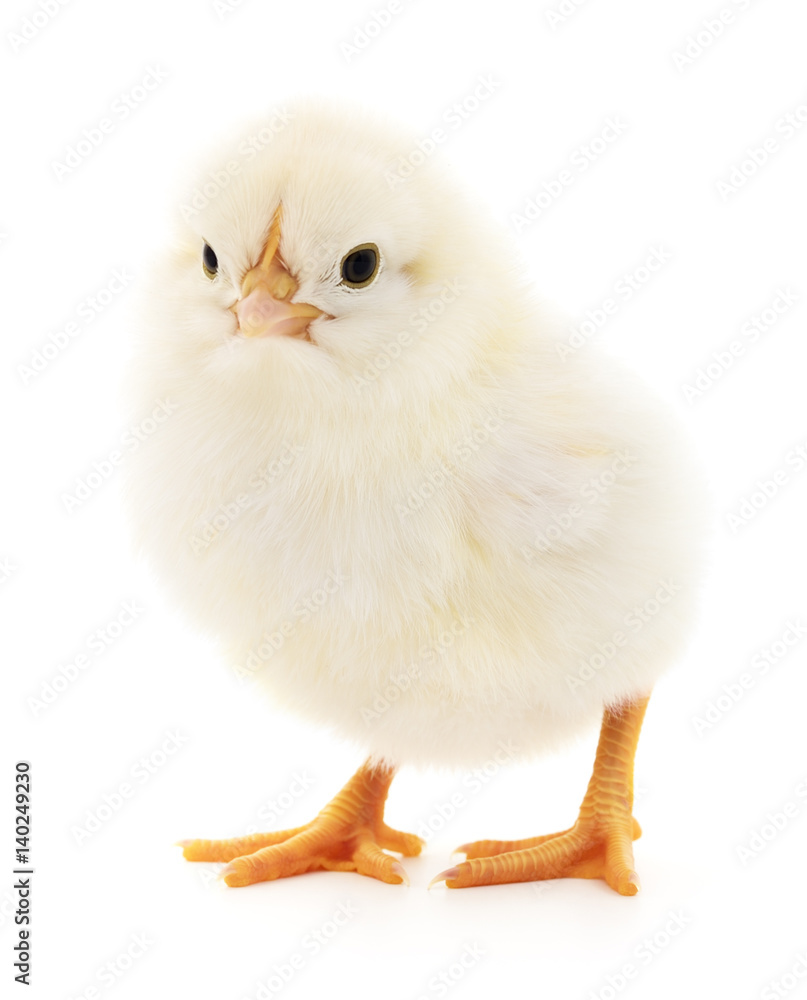 Fototapeta premium Small yellow chicken