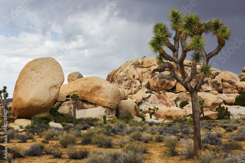 Rock Formation, Joshua Tree National Park, California