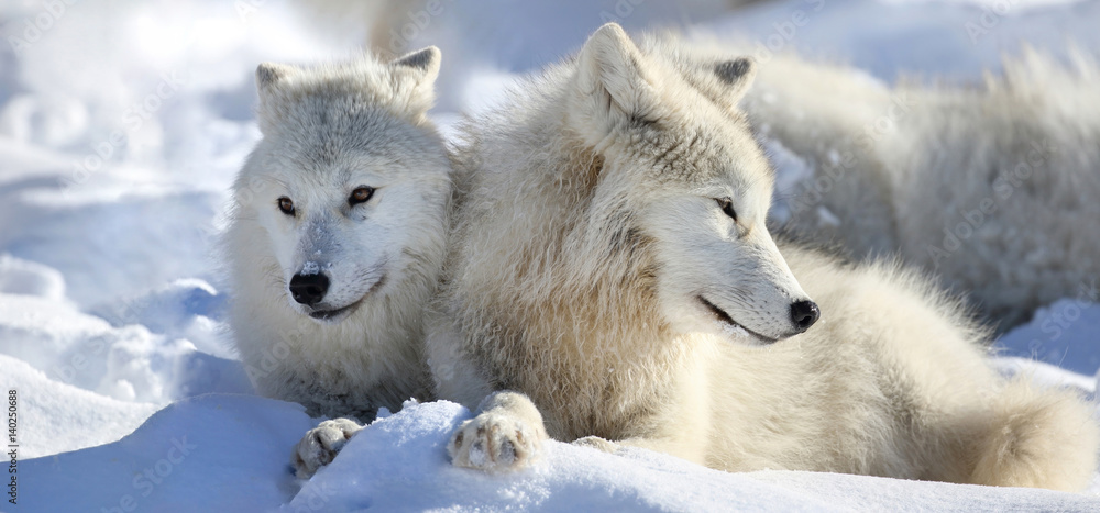 Fototapeta premium loup blanc au repos