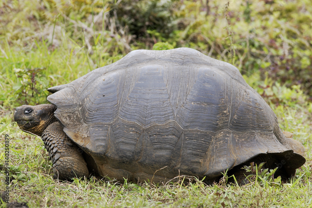 Galapagos giant tortoise (Chelonoidis porteri), Highlands, Santa Cruz, Galapagos Islands Galapagos giant tortoise (Chelonoidis porteri), Highlands, Santa Cruz, Galapagos Islands