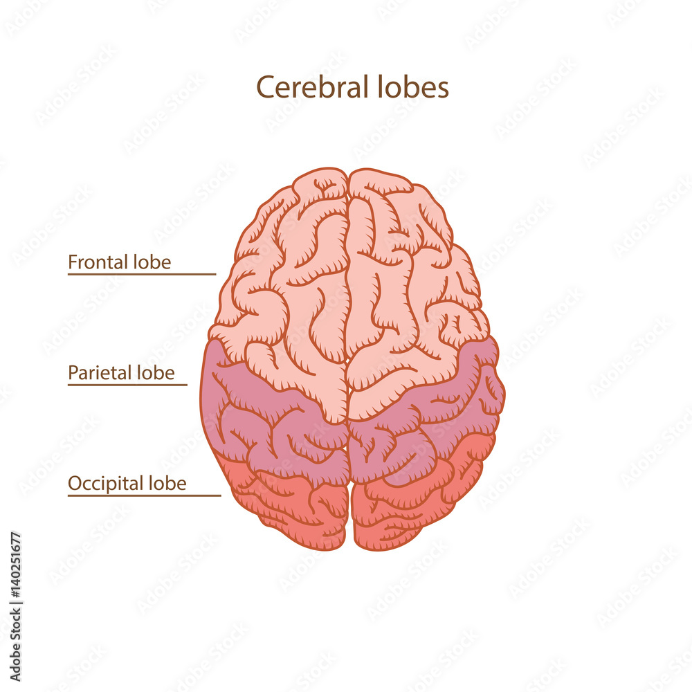 Cerebral lobes of human brain illustration Cerebral lobes of human brain illustration