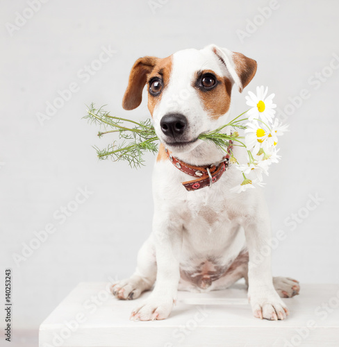Dog with a bouquet of flowers in a teeth