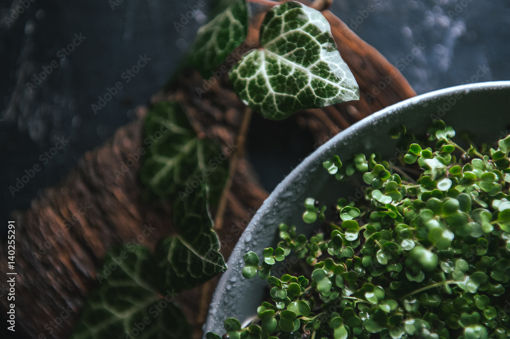 Microgreen in a gray dish on a wooden rustic background Microgreen in a gray dish on a wooden rustic background