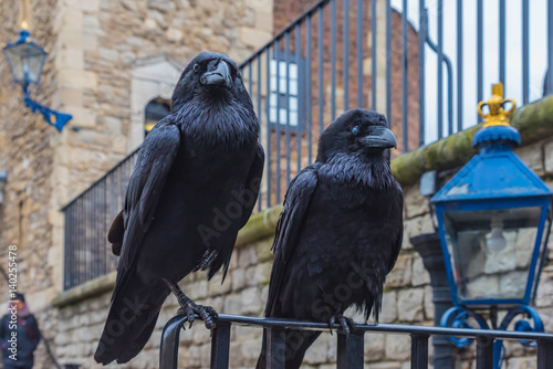 Photography Raben im London Tower