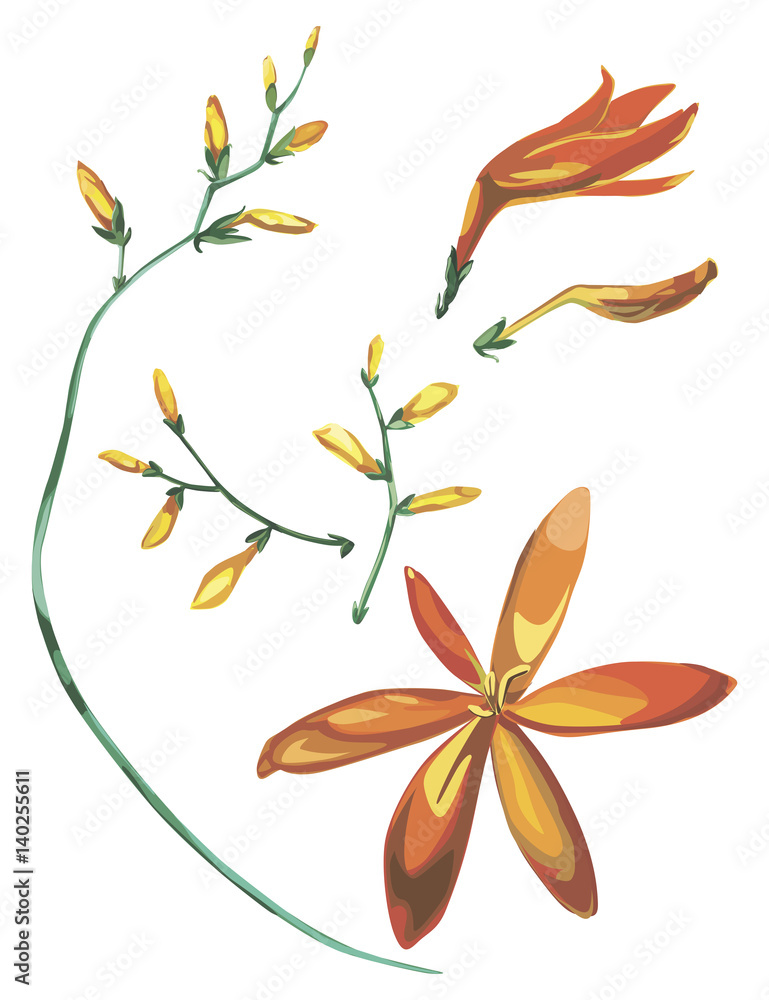 Hand drawn watercolor flowers set Bouquet of Crocosmia. Beautiful Realistic vector elements. No transparency and shadows Hand drawn watercolor flowers set Bouquet of Crocosmia. Beautiful Realistic vector elements. No transparency and shadows