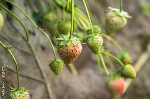 Row of strawberries fruit on field